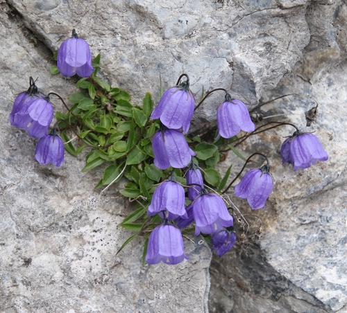 Campanula cochleariifolia