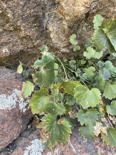 Campanula cymbalaria — photo