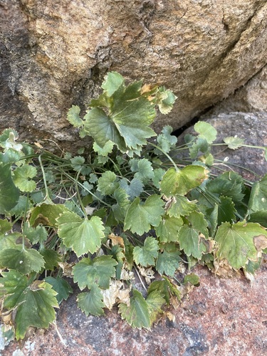 Campanula cymbalaria — photo