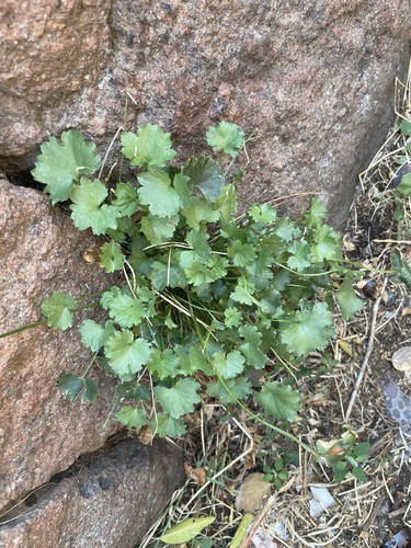 Campanula cymbalaria