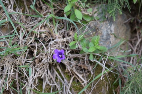 Campanula edulis