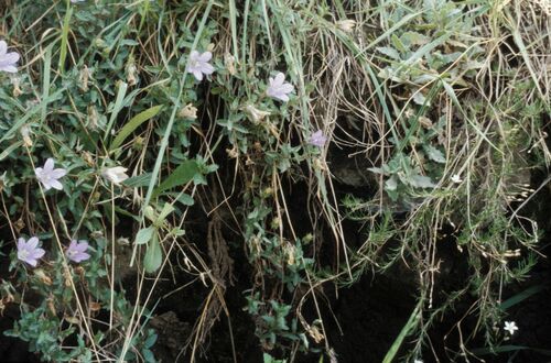 Campanula edulis (Bellflower) — photo