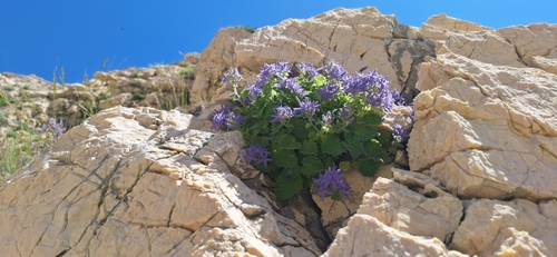 Campanula fenestrellata (Adriatic bellflower) — photo
