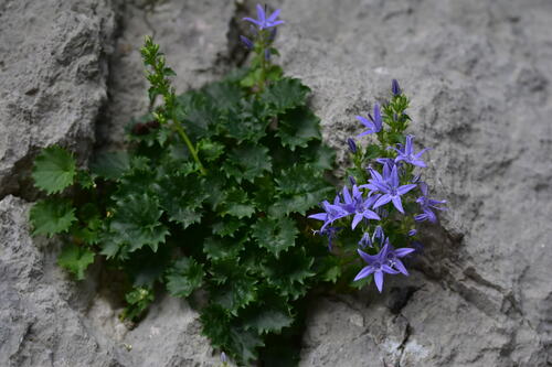 Campanula fenestrellata