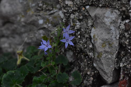 Campanula fenestrellata (Adriatic bellflower) — photo