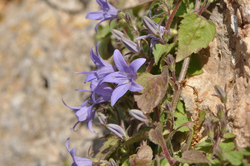Campanula garganica (Adriatic bellflower) — photo