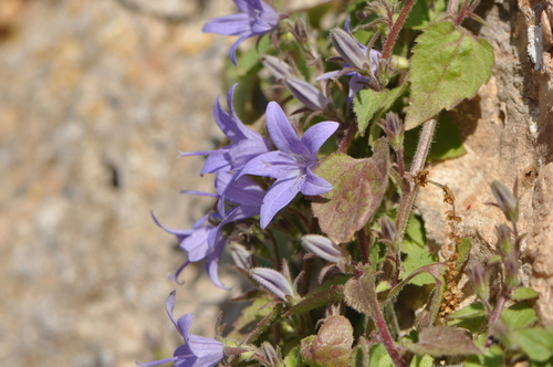 Campanula garganica (Adriatic bellflower) — photo