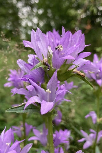 Campanula glomerata (Clustered bellflower) — photo