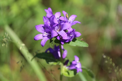Campanula glomerata subsp. hispida