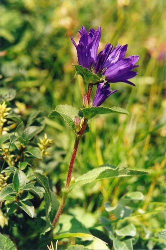 Campanula glomerata subsp. hispida — photo