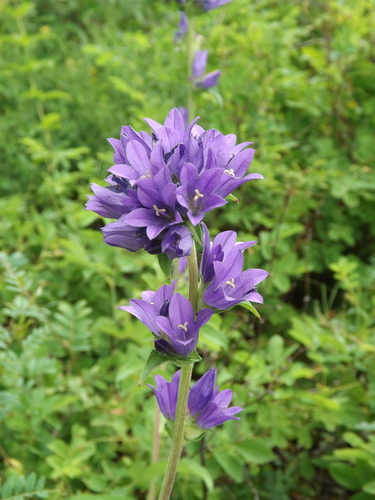 Campanula glomerata (Clustered bellflower) — photo