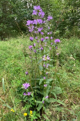 Campanula glomerata