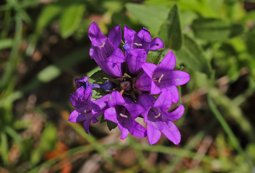 Campanula involucrata — photo