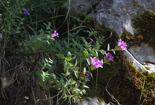 Campanula involucrata — photo