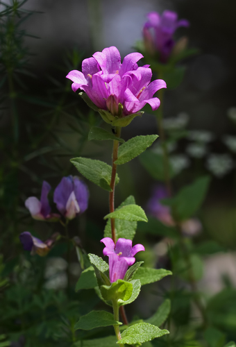 Campanula involucrata