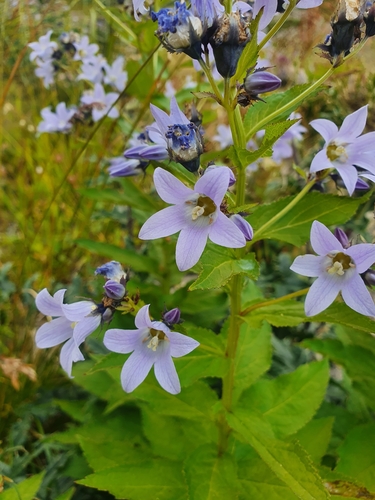Campanula lactiflora (Milky bellflower) — photo