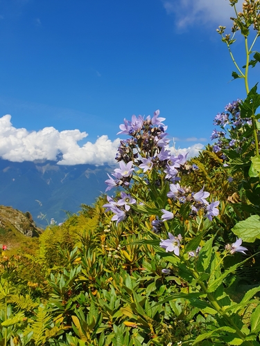 Campanula lactiflora (Milky bellflower) — photo