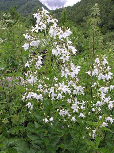 Campanula lactiflora
