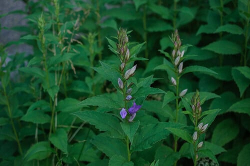 Campanula latifolia (Giant bellflower) — photo