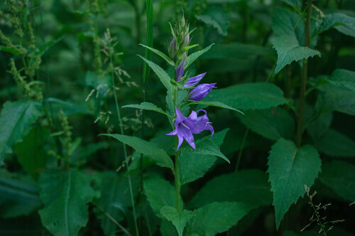 Campanula latifolia (Giant bellflower) — photo
