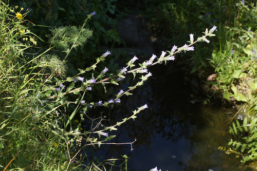 Campanula lyrata — photo
