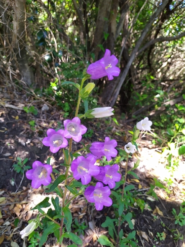 Campanula medium (Canterbury bells) — photo