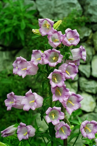 Campanula medium (Canterbury bells) — photo