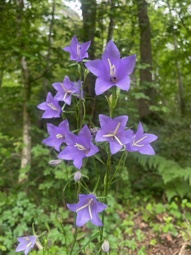 Campanula persicifolia (Harebell) — photo
