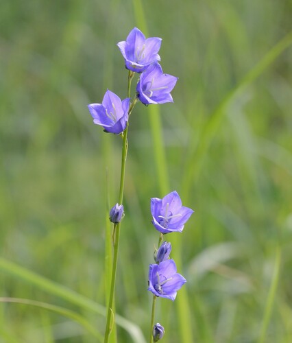 Campanula persicifolia (Harebell) — photo