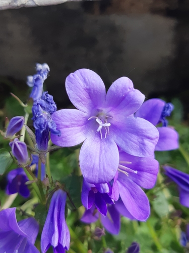 Campanula portenschlagiana (Adria bellflower) — photo