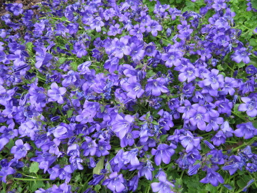 Campanula portenschlagiana (Adria bellflower) — photo
