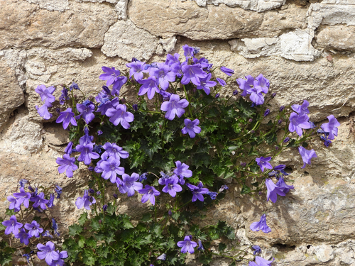 Campanula portenschlagiana