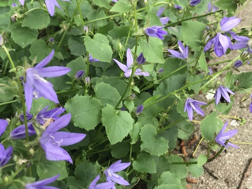 Campanula poscharskyana (Trailing bellflower) — photo