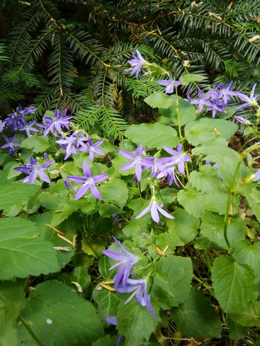 Campanula poscharskyana (Trailing bellflower) — photo