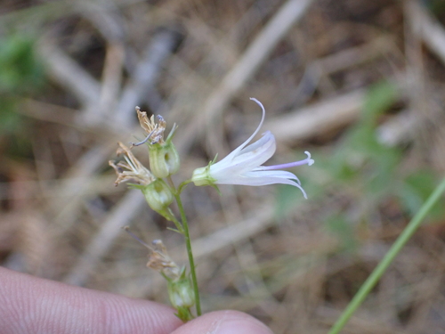 Campanula prenanthoides (Campanitas) — photo