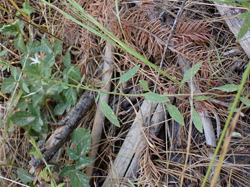 Campanula prenanthoides (Campanitas) — photo