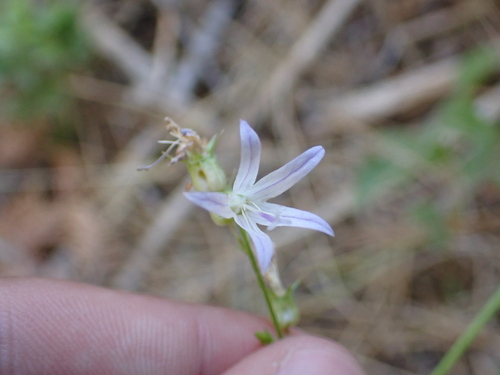 Campanula prenanthoides
