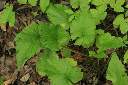 Campanula punctata (Chinese rampion) — photo