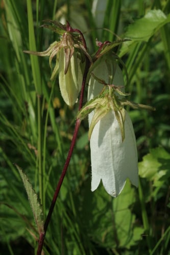 Campanula punctata