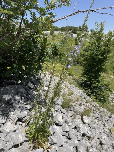 Campanula pyramidalis (Chimney Bellflower) — photo