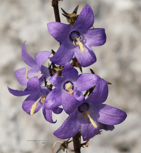 Campanula pyramidalis (Chimney Bellflower) — photo