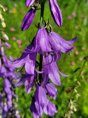 Campanula rapunculoides (Creeping Bellflower) — photo