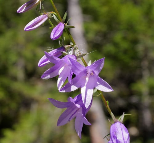 Campanula rapunculoides (Creeping Bellflower) — photo
