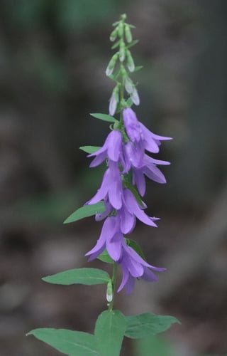 Campanula rapunculoides