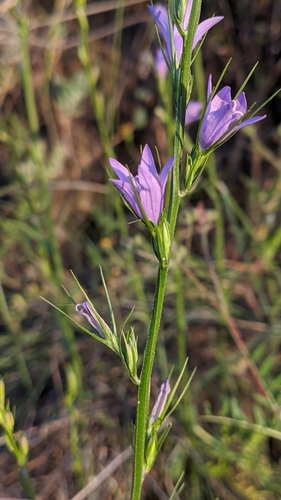 Campanula rapunculus (Rampion) — photo