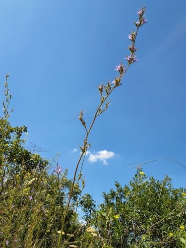 Campanula rapunculus (Rampion) — photo