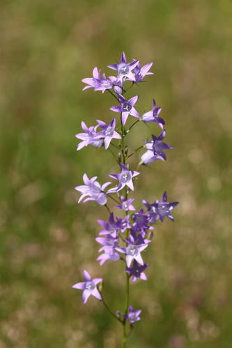 Campanula rapunculus (Rampion) — photo