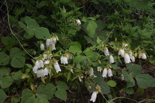 Campanula takesimana (Korean bellflower) — photo