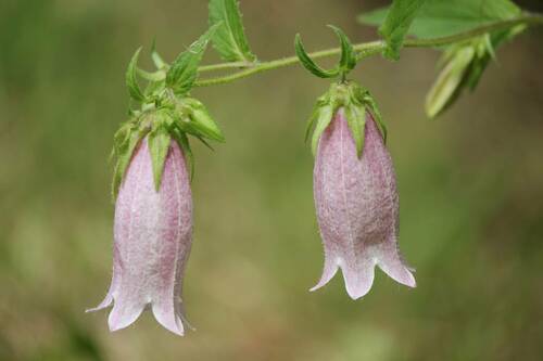 Campanula takesimana (Korean bellflower) — photo