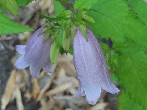 Campanula takesimana